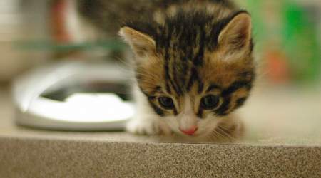 Tabby kitten